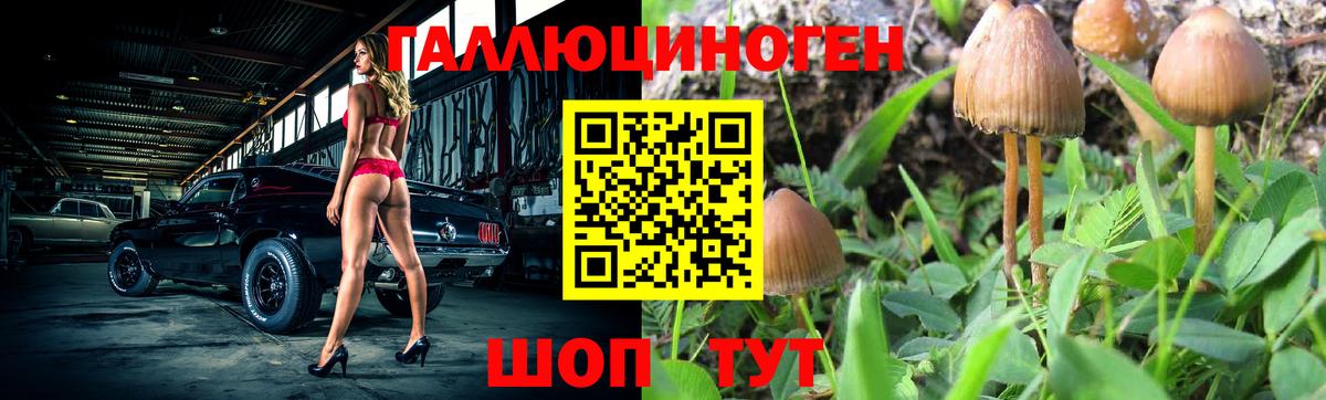 Псилоцибиновые грибы Psilocybine cubensis Ухта
